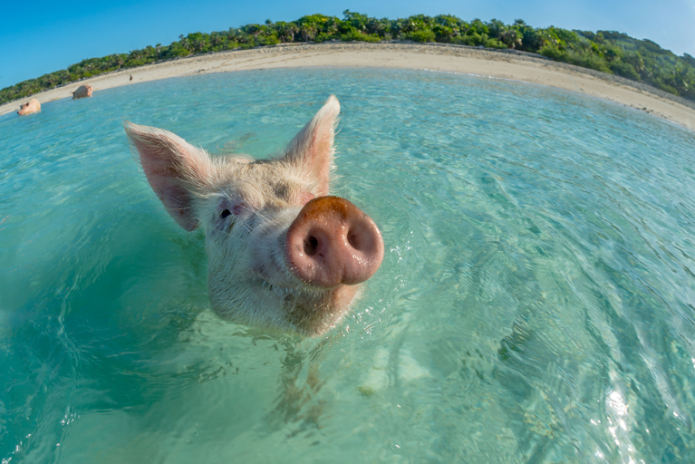 Sport: Schweinehund überwinden - Schwein im Wasser