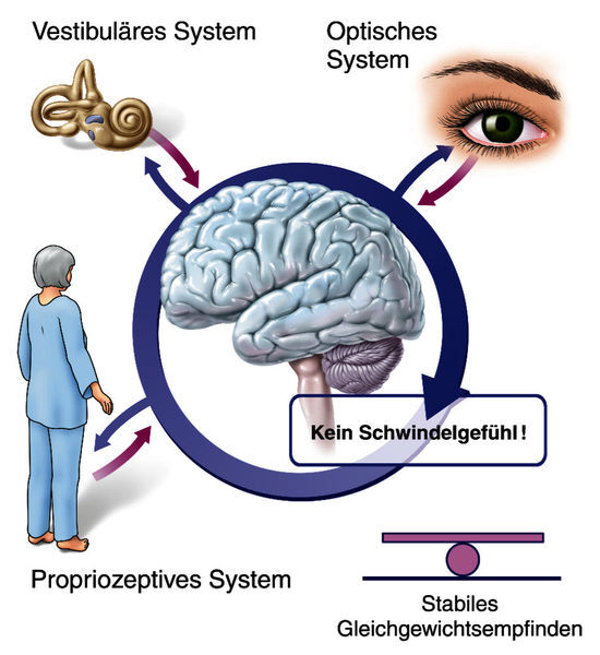 Eine Grafik illustriert, wie das stabile Gleichgewichtsempfinden im menschlichen Gehirn entsteht. Übereinstimmende Sinneseindrücke werden vom Optischen System, dem Propriozeptivem System und dem Vestibulären System an das Gehirn gesendet und dort störungsfrei verarbeitet.