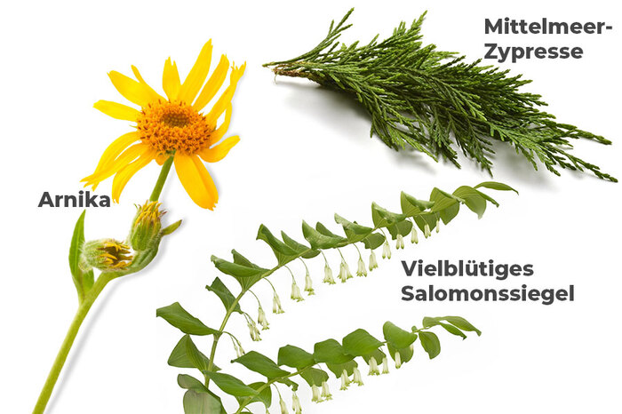 Arnika (Arnica montana), Vielblütiges Salomonssiegel (Polygonatum multiflorum), Mittelmeer-Zypresse (Cupressus sempervirens)