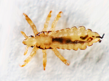 Eine Kopflaus, die durch ein Mikroskop abfotografiert ist. Sie sitzt auf einer weißen Fläche und hat einen länglichen Körper mit sechs Beinen sowie einen kleinen Kopf mit zwei Augen und zwei Fühlern.